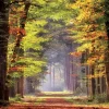 Puzzle Paseo Otonal 1000