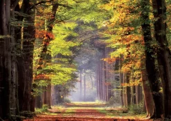 Puzzle Paseo Otonal 1000