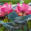 Puzzle Pink Lotus Flowers
