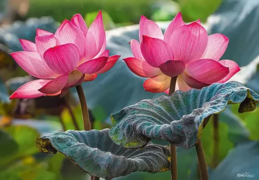 Puzzle Pink Lotus Flowers