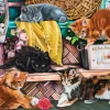 Puzzle Playful Kittens