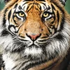 Puzzle Portrait of a Tiger