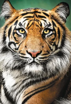 Puzzle Portrait of a Tiger
