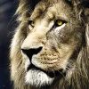 Puzzle Portrait of the lion