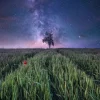 Puzzle Power of Nature: Night sky over a cornfield