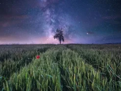 Puzzle Power of Nature: Night sky over a cornfield