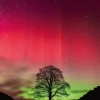 Puzzle Power of Nature: Sycamore Gap