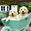 Puzzle Puppies in a Wheelbarrow