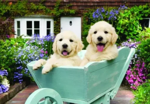 Puzzle Puppies in a Wheelbarrow