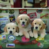 Puzzle Puppies in the luggage