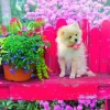 Puzzle Puppy in the Colorful Garden