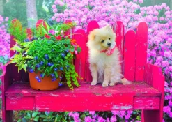 Puzzle Puppy in the Colorful Garden