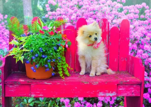 Puzzle Puppy in the Colorful Garden