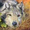 Puzzle Pure Soul