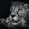 Puzzle Rader: Gepard