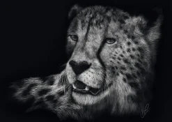 Puzzle Rader: Gepard