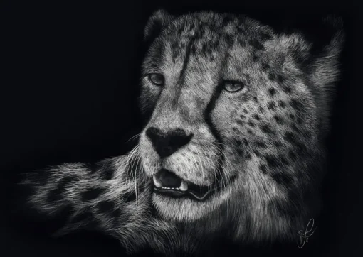 Puzzle Rader: Gepard