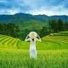 Puzzle Rice Fields in Vietnam