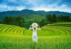 Puzzle Rice Fields in Vietnam