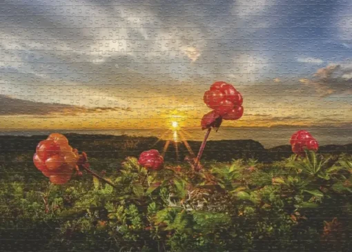 Puzzle Rikardsen: Cloudberries