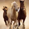 Puzzle Running Horses 2