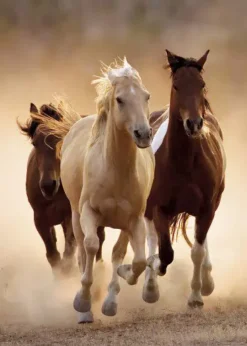 Puzzle Running Horses 2