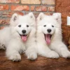 Puzzle Samoyed Puppies Say Hello