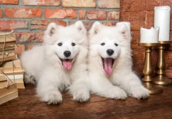 Puzzle Samoyed Puppies Say Hello