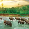 Puzzle Save Our Planet: Rain Forest