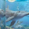 Puzzle Save the Planet - Dolphins 250