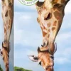Puzzle Save the Planet - Giraffe 250