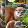 Puzzle Save the Planet - Otters 250