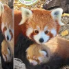 Puzzle Save the Planet - Red Pandas 250