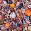 Puzzle Seashell
