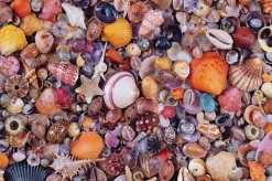 Puzzle Seashell