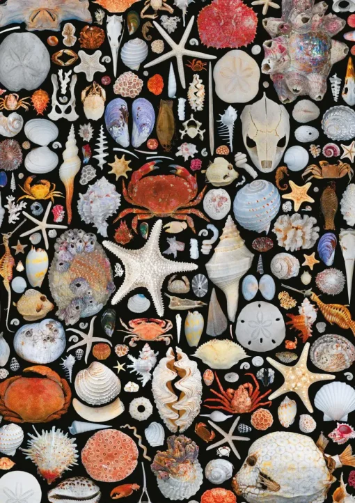 Puzzle Shells