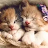 Puzzle Sleeping cats