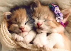 Puzzle Sleeping cats