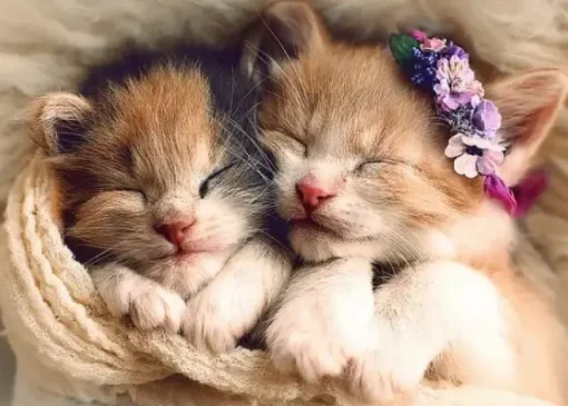 Puzzle Sleeping cats