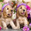 Puzzle Spaniel Puppies with Flower Hats