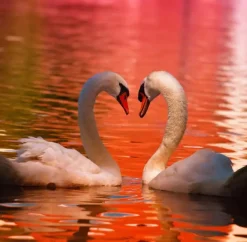 Puzzle Swans 1000