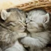 Puzzle Sweet Kittens 500