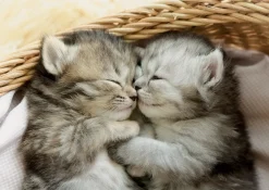Puzzle Sweet Kittens 500
