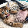 Puzzle The funny cat