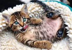Puzzle The funny cat