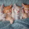 Puzzle The Sweetest Kittens