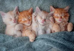 Puzzle The Sweetest Kittens