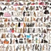 Puzzle The World of Cats