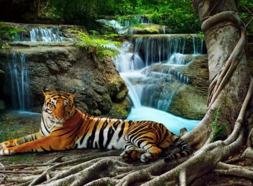 Puzzle Tiger in the forest