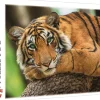 Puzzle Tiger Portrait